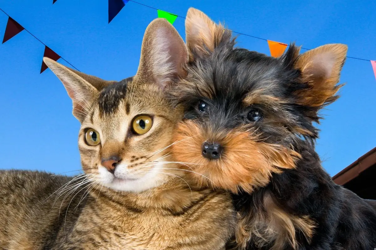 El Gobierno de Santa Catarina, a través de sus redes sociales, invitó a la ciudadanía a participar en la Feria de Bienestar Animal. Foto: CANVA