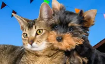 Asiste a la Feria de Bienestar Animal en Santa Catarina y adopta con responsabilidad
