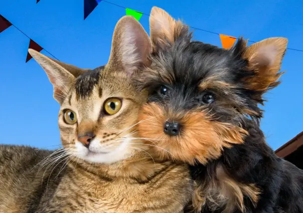 Asiste a la Feria de Bienestar Animal en Santa Catarina y adopta con responsabilidad