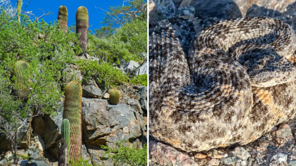 Los secretos naturales de Isla Cerralvo: 14 especies que no existen en otro lugar del mundo