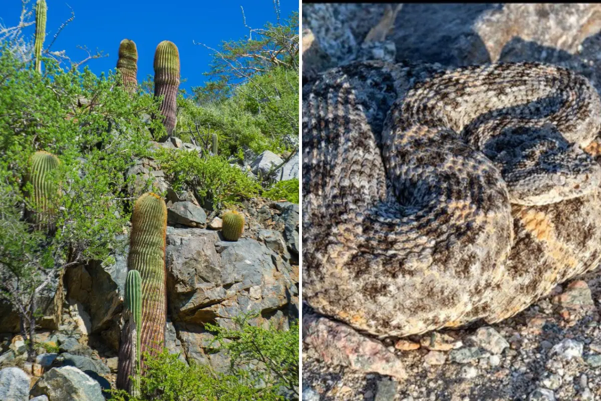 Foto: @rattlesnakeguy / X | @bcsesmitierra / X