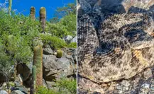 Los secretos naturales de Isla Cerralvo: 14 especies que no existen en otro lugar del mundo