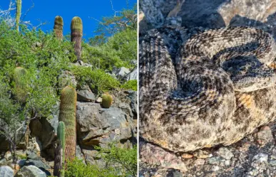 Los secretos naturales de Isla Cerralvo: 14 especies que no existen en otro lugar del mundo