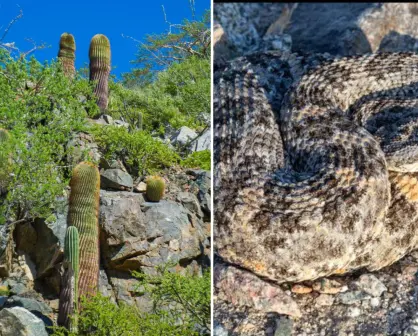 Los secretos naturales de Isla Cerralvo: 14 especies que no existen en otro lugar del mundo