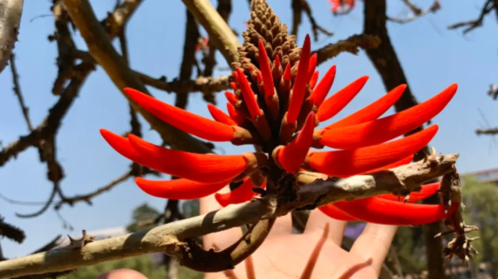El platillo ancestral del Edomex que se prepara con la flor de un árbol con beneficios medicinales