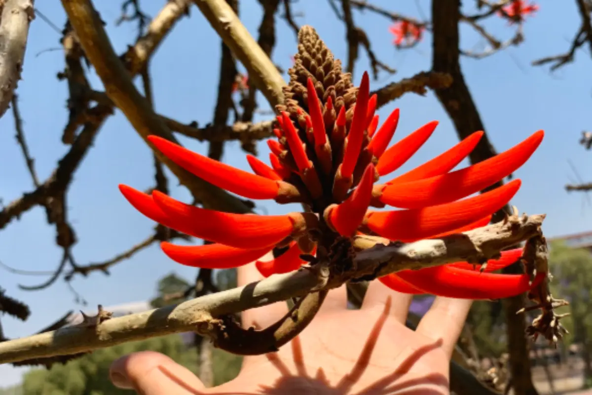 Flor de zompantle.  Foto: X (@santiago_savi)