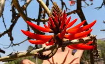 El platillo ancestral del Edomex que se prepara con la flor de un árbol con beneficios medicinales