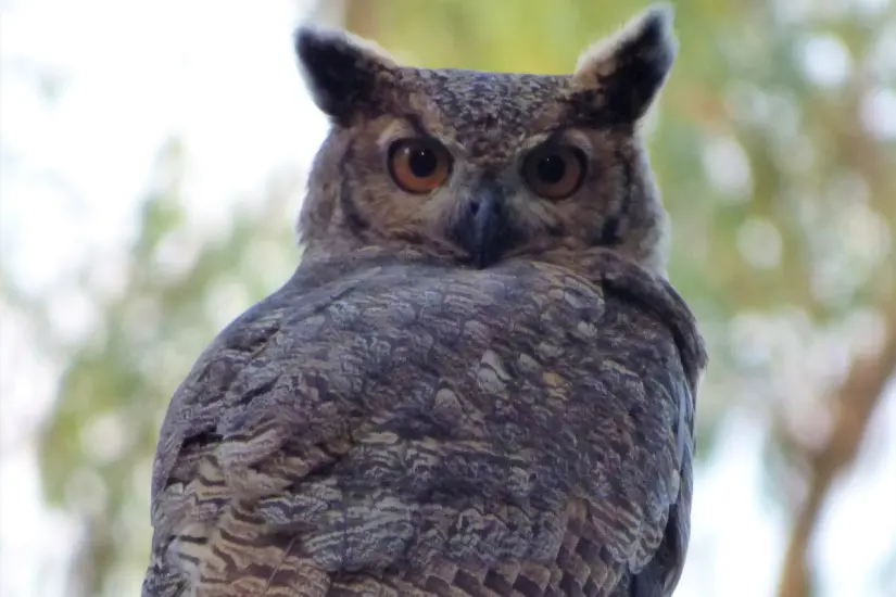 Lechuzas y búhos pertenecen a la misma familia de aves envueltas en mitos y supersticiones muy antiguas. Foto: Wikipedia