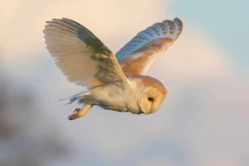Lechuza común o de campanario (Tyto alba) Foto: iNaturalist
