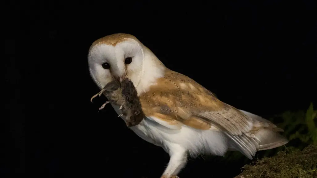 Esta es la superstición que se tiene en Tamaulipas sobre las lechuzas