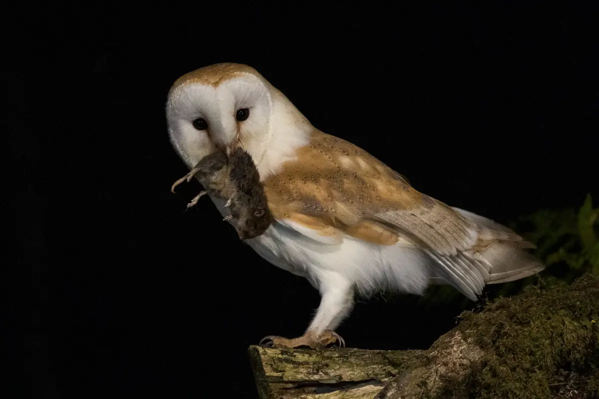 Lechuza común (Tyto alba). Foto: Birds of the world