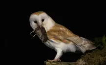 Esta es la superstición que se tiene en Tamaulipas sobre las lechuzas