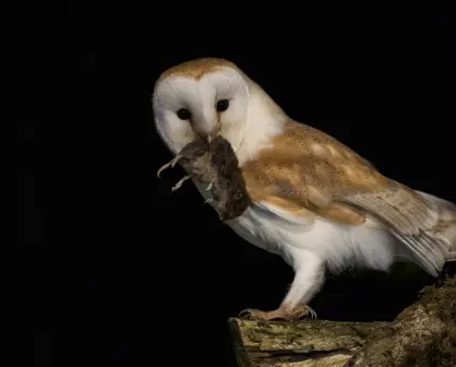 Esta es la superstición que se tiene en Tamaulipas sobre las lechuzas