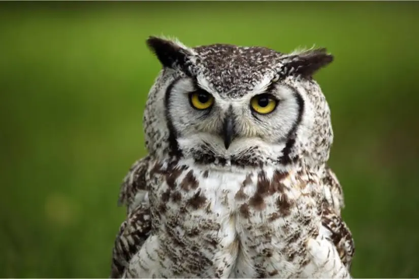 Sus características como  aves nocturnas y su particular canto son factores que magnifican las supersticiones a su alrededor. Foto: Wikipedia