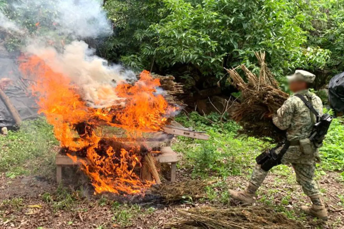 En Sinaloa, elementos del Ejército Mexicano, aseguraron 150 kilos de marihuana. Créditos: Gobierno de México.
