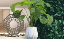 Plantas de dinero en Feng Shui: 10 especies que atraen riqueza y energía positiva