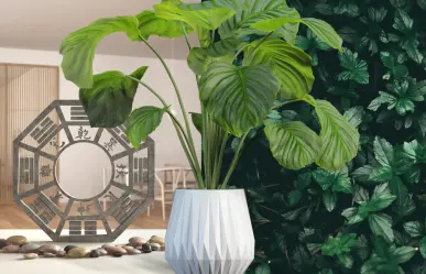 Plantas de dinero en Feng Shui: 10 especies que atraen riqueza y energía positiva