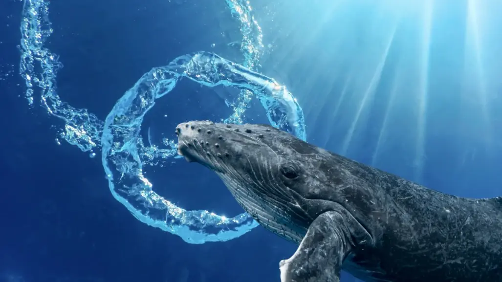 Por esta razón las ballenas hacen anillos bajo el agua cuando hay humanos cerca en BCS