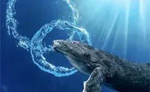 Por esta razón las ballenas hacen anillos bajo el agua cuando hay humanos cerca en BCS