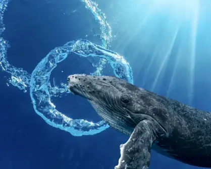 Por esta razón las ballenas hacen anillos bajo el agua cuando hay humanos cerca en BCS