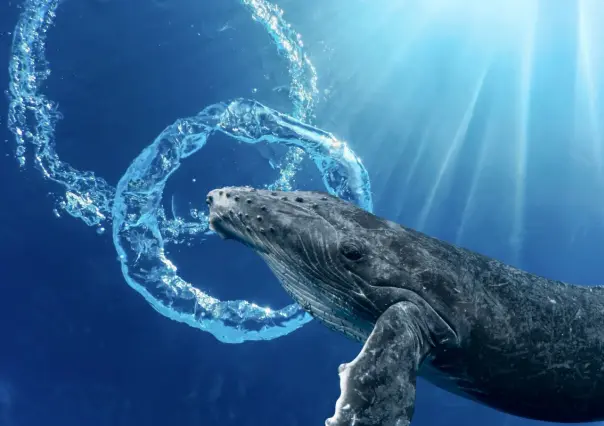 Por esta razón las ballenas hacen anillos bajo el agua cuando hay humanos cerca en BCS