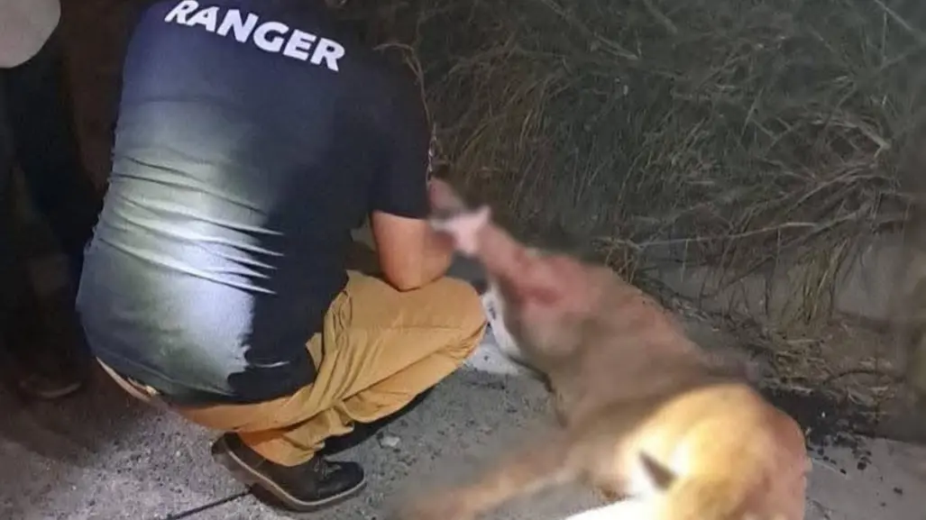 Encuentran sin vida a puma atropellado en la Carretera Nacional