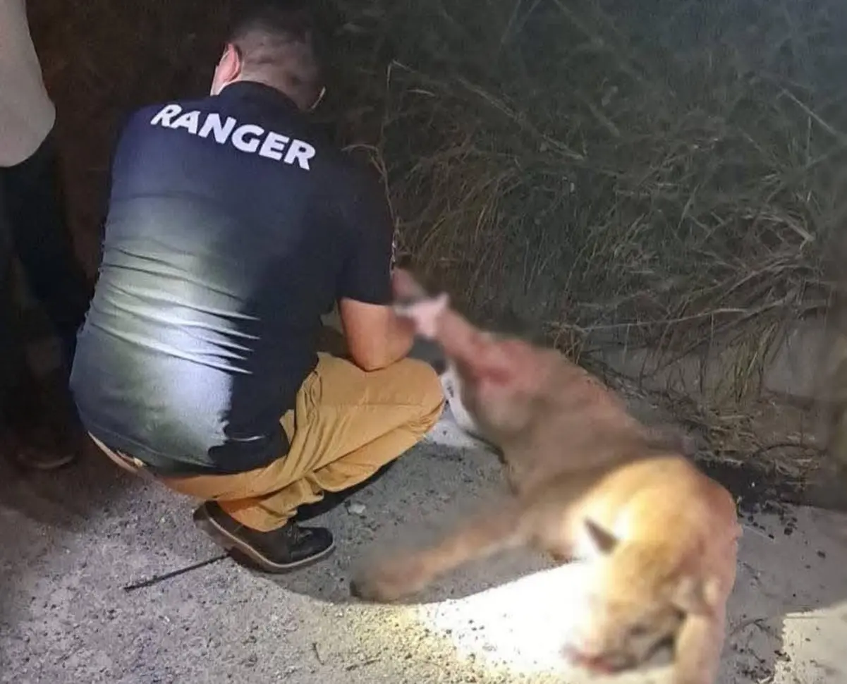 El puma fue hallado sin vida sobre la Carretera Nacional, a la altura de la comunidad de Altamira, en el municipio de Allende, Nuevo León. Foto: Redes Sociales.