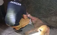 Encuentran sin vida a puma atropellado en la Carretera Nacional