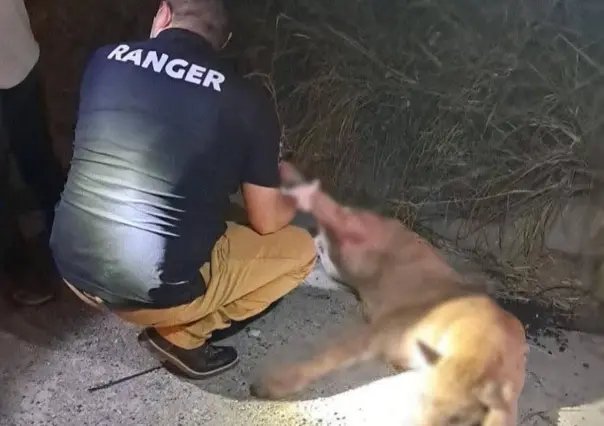 Encuentran sin vida a puma atropellado en la Carretera Nacional