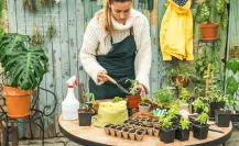 9 consejos infalibles para proteger tus plantas del calor extremo en agosto