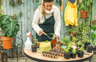 9 consejos infalibles para proteger tus plantas del calor extremo en agosto