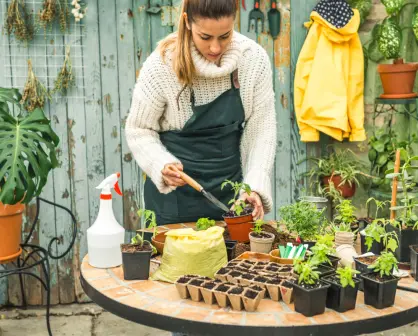 9 consejos infalibles para proteger tus plantas del calor extremo en agosto