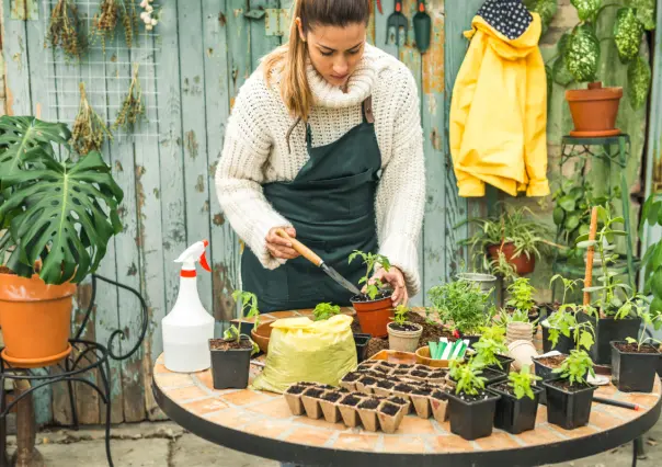 9 consejos infalibles para proteger tus plantas del calor extremo en agosto
