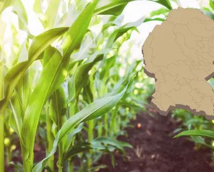 ¿Qué apoyos recibe el campo de Saltillo para aprovechar las lluvias?