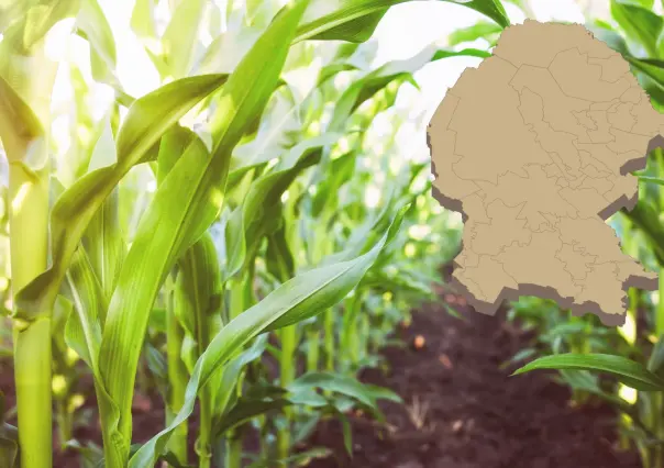 ¿Qué apoyos recibe el campo de Saltillo para aprovechar las lluvias?