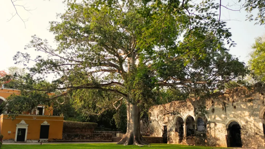 La leyenda maya del árbol que protege a los viajeros