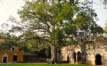 La leyenda maya del árbol que protege a los viajeros