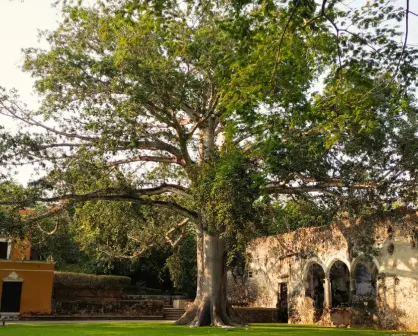 La leyenda maya del árbol que protege a los viajeros