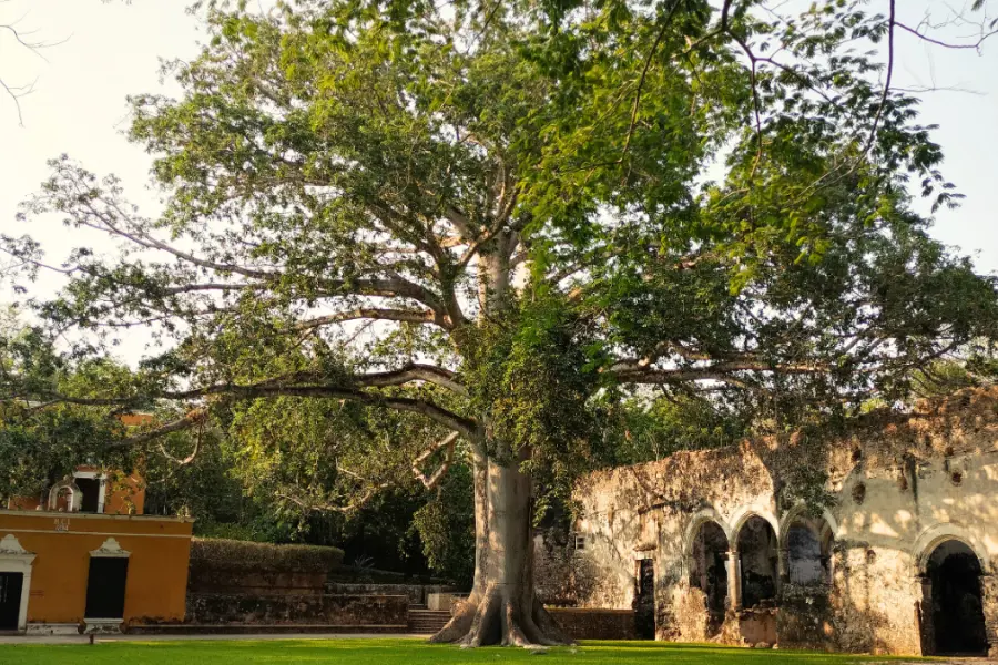 La leyenda maya del árbol que protege a los viajeros