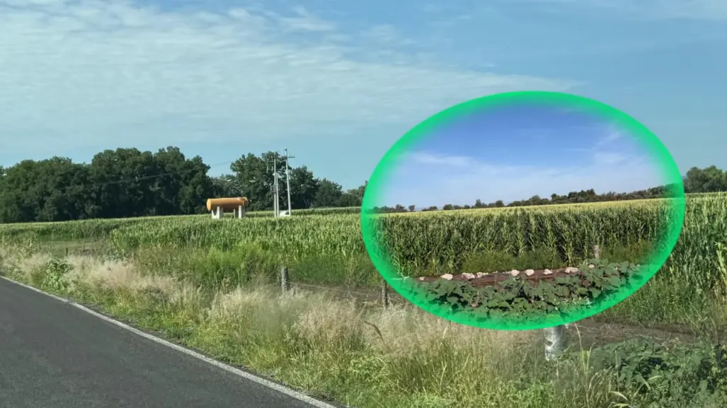 El chapulín y dos plagas más pegan al campo de Durango con fuerza por esta razón