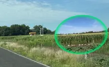 El chapulín y dos plagas más pegan al campo de Durango con fuerza por esta razón