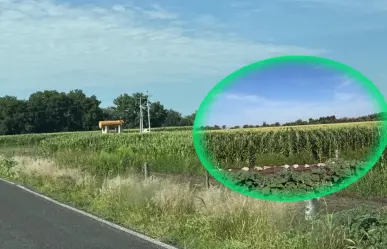 El chapulín y dos plagas más pegan al campo de Durango con fuerza por esta razón