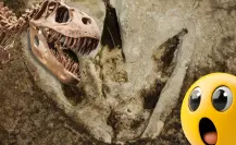 ¿Cuál fue el primer dinosaurio descubierto en Coahuila?