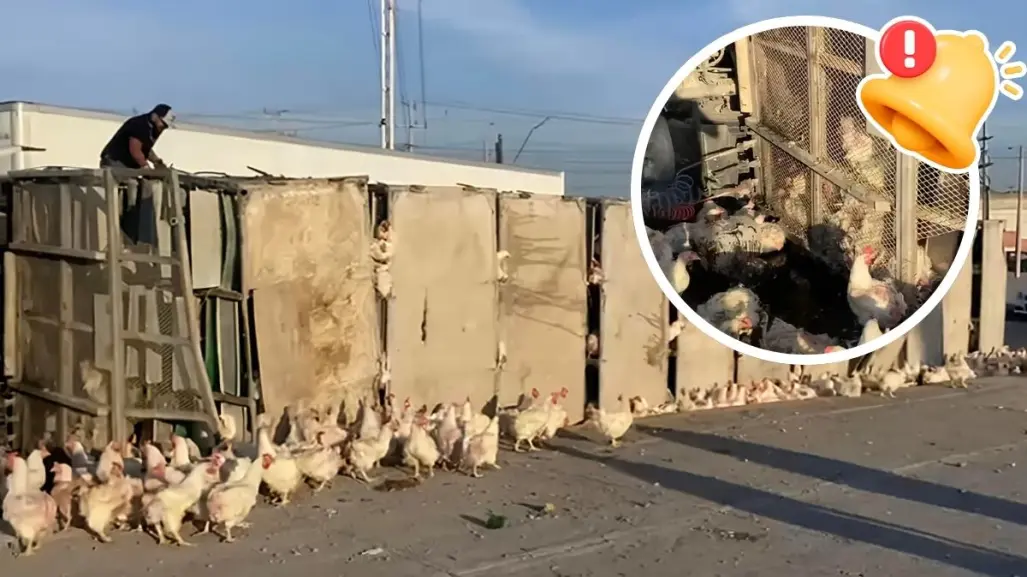 Vuelca tráiler que transportaba miles de gallinas en Ramos Arizpe