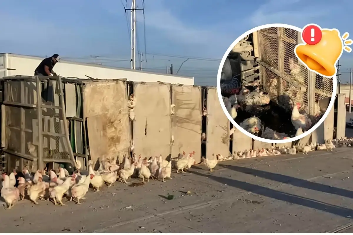 Gallinas atrapadas tras volcadura en Ramos Arizpe / Fotos: Marco Juárez | Canva