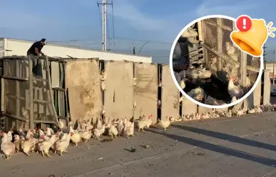 Vuelca tráiler que transportaba miles de gallinas en Ramos Arizpe