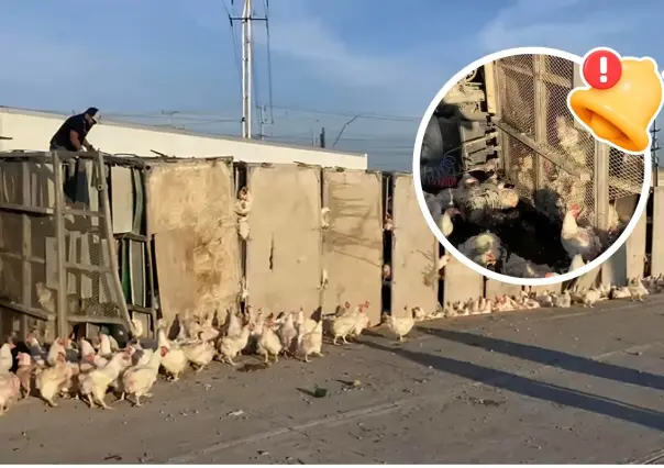 Vuelca tráiler que transportaba miles de gallinas en Ramos Arizpe