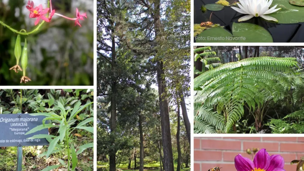 Explora el rincón tranquilo de CDMX donde la flora mexicana te ayuda a reconectar contigo
