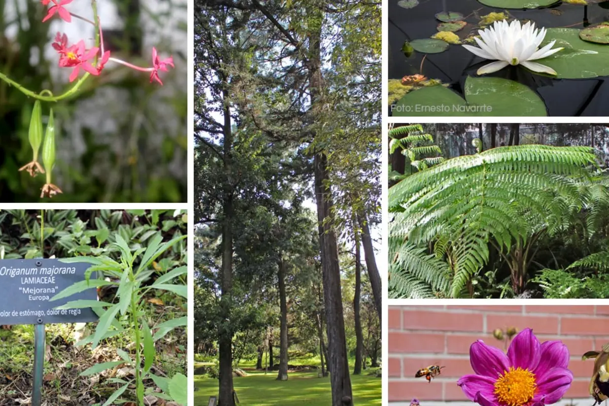 Jardín Botánico del Instituto de Biología de la UNAM. Foto: unamglobal.unam.mx | Canva