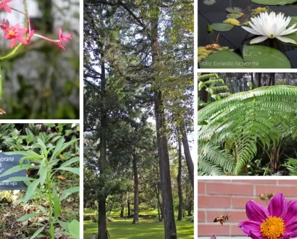 Explora el rincón tranquilo de CDMX donde la flora mexicana te ayuda a reconectar contigo